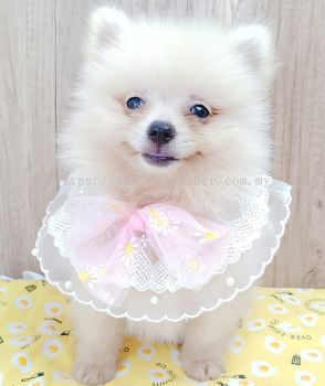 Pomeranian 博美