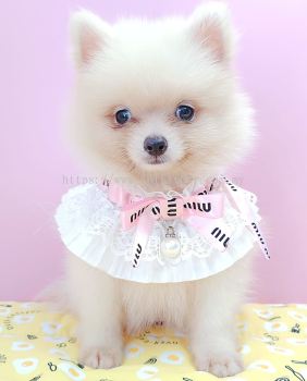 Pomeranian 博美