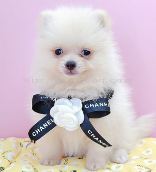 Pomeranian 博美