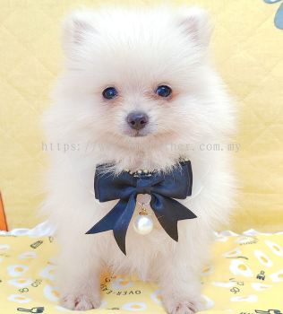 Pomeranian 博美