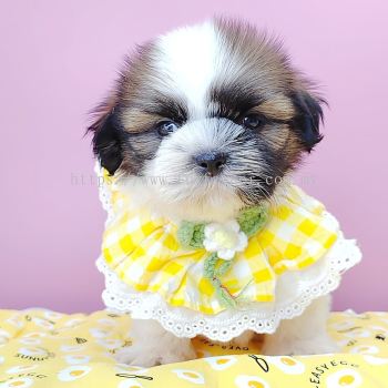 Shih Tzu 西施