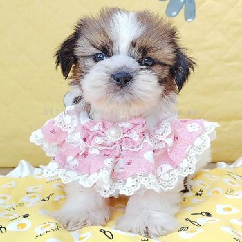 Shih Tzu 西施