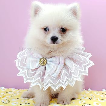 Pomeranian 博美