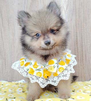 Pomeranian 博美