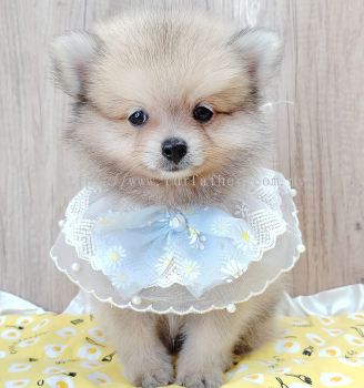 Pomeranian 博美