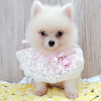 Pomeranian 博美