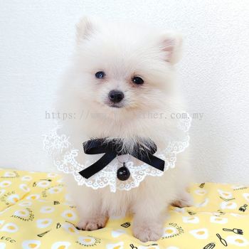 Pomeranian 博美