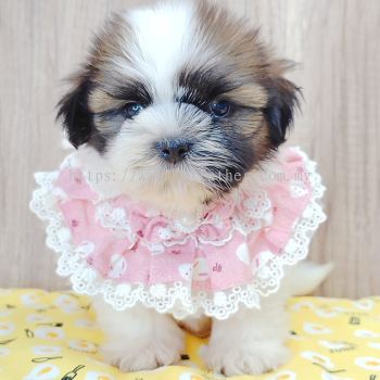 Shih Tzu 西施