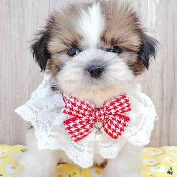 Shih Tzu 西施