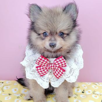 Pomeranian 博美