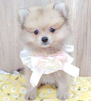 Pomeranian 博美