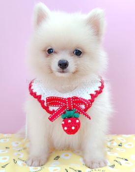 Pomeranian 博美