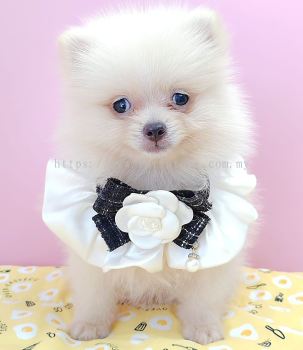 Pomeranian 博美