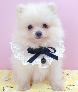 Pomeranian 博美