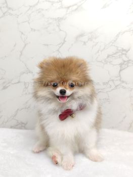 Pomeranian 博美