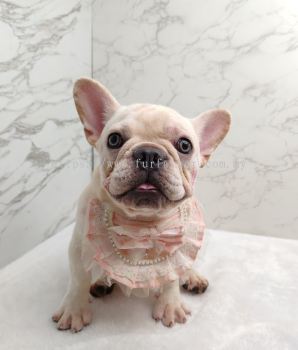 French Bulldog 法斗