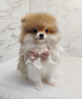 Pomeranian 博美