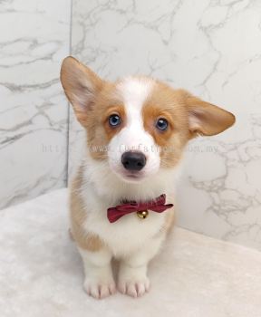 Welsh Corgi 柯基