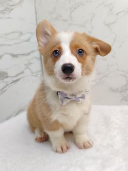 Welsh Corgi 柯基