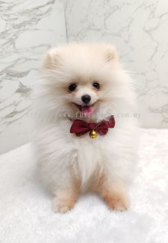 Pomeranian 博美