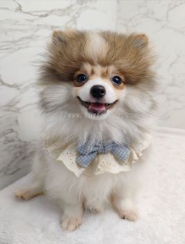 Pomeranian 博美