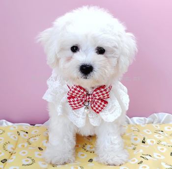 Bichon Frise 比熊