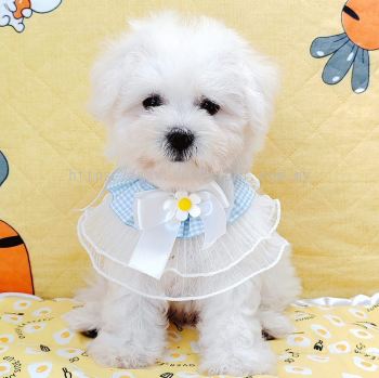 Bichon Frise 比熊