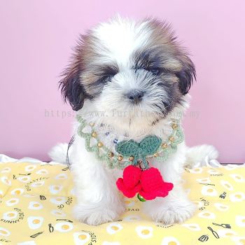 Shih Tzu 西施