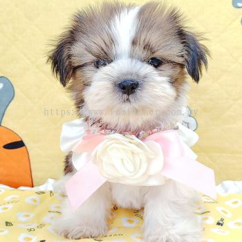 Shih Tzu 西施