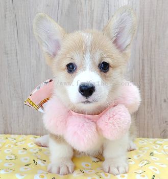 Welsh Corgi 柯基