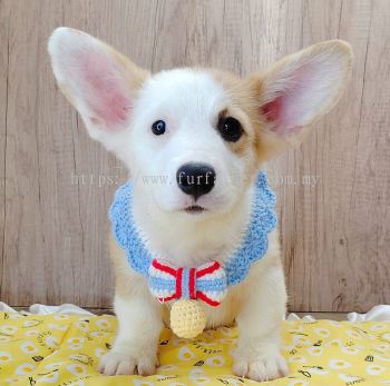 Welsh Corgi 柯基