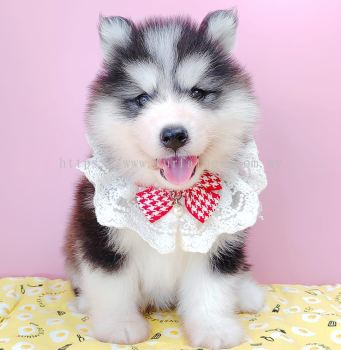 Wooly Husky 哈士奇