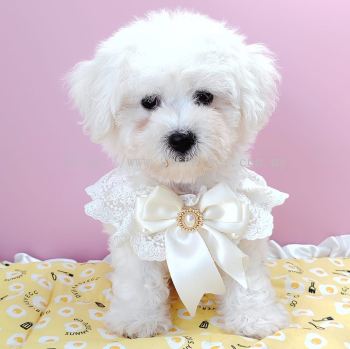 Bichon Frise 比熊