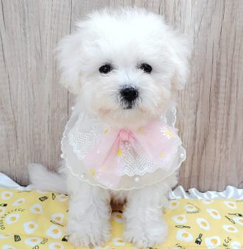 Bichon Frise 比熊