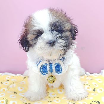 Shih Tzu 西施