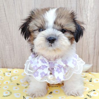 Shih Tzu 西施