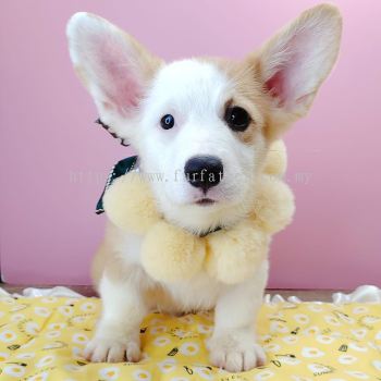 Welsh Corgi 柯基