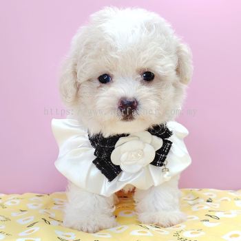 Poodle 泰迪贵宾