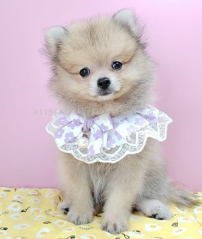 Pomeranian 博美