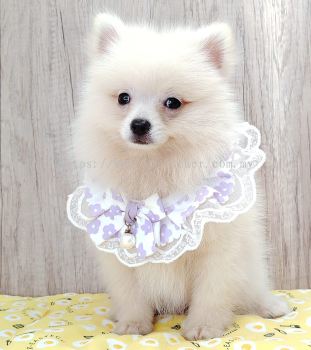 Pomeranian 博美