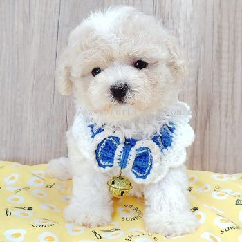 Poodle 泰迪贵宾