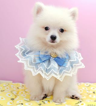 Pomeranian 博美