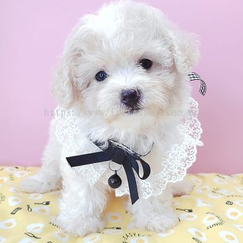 Poodle 泰迪贵宾