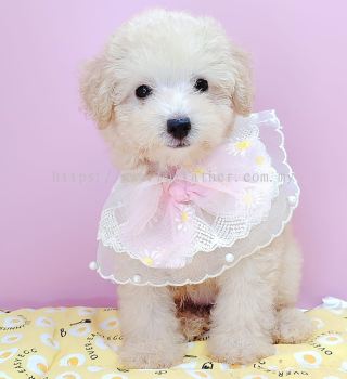 Poodle 泰迪贵宾