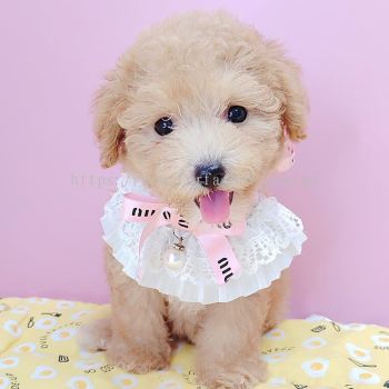 Poodle 泰迪贵宾