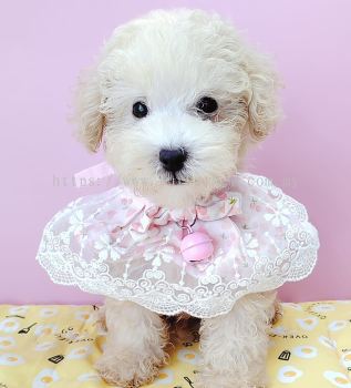 Poodle 泰迪贵宾