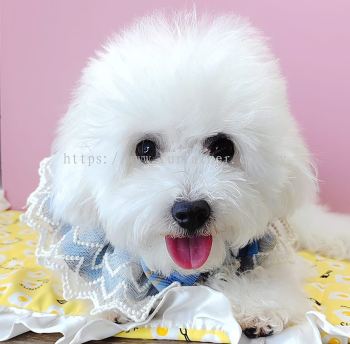 Bichon Frise 比熊