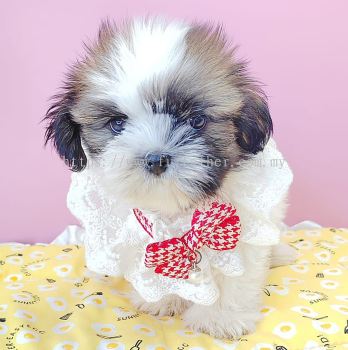 Shih Tzu 西施