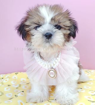 Shih Tzu 西施