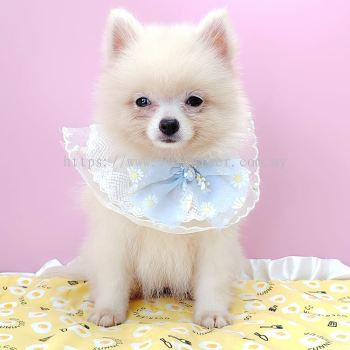 Pomeranian 博美